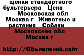 щенки стандартного бультерьера › Цена ­ 35 000 - Московская обл., Москва г. Животные и растения » Собаки   . Московская обл.,Москва г.